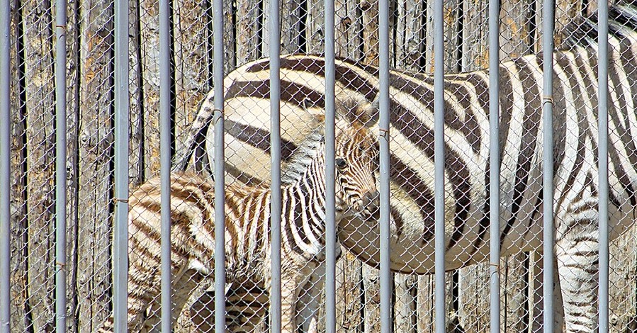 В Одесском зоопарке родился зебренок