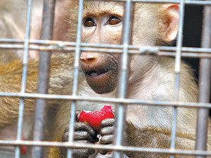 Тайна исчезновения обезьян раскрыта!