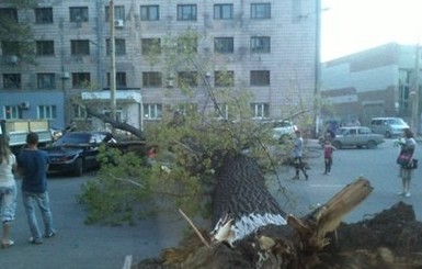 В Луганске огромное дерево раздавило в лепешку три авто