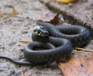 В Николаевской области змея напала на жительницу Херсона