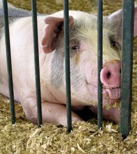 Украина запретила ввоз белорусской свинины из-за подозрения на африканскую чуму