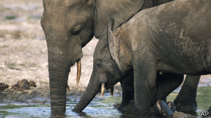 Всемирный фонд дикой природы опасается массового убийства слонов в ЦАР