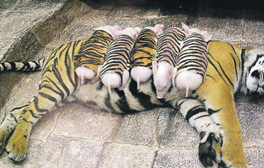 Воспитанная свиньей тигрица сама усыновила поросят 