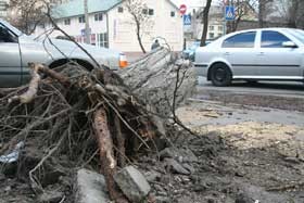 Ураган свалил дерево на Оболонской 