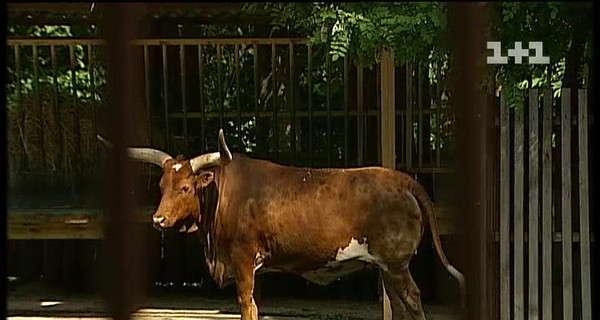 Очередная смерть в столичном зоопарке: погибла корова редкой породы 