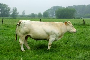 Вместо живой коровы британцу прислали 90 кило говядины