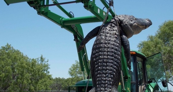 В США поймали рекордно тяжелого крокодила