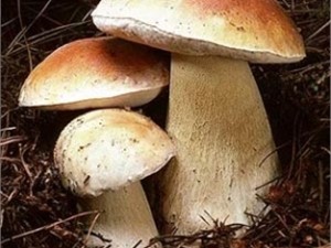 На Полтавщине ребенок отравился грибами в детском саду 