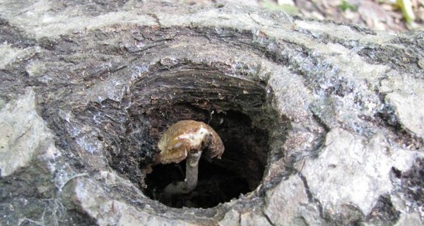 Воспитанник полтавского детского сада не успел отравиться найденным грибом