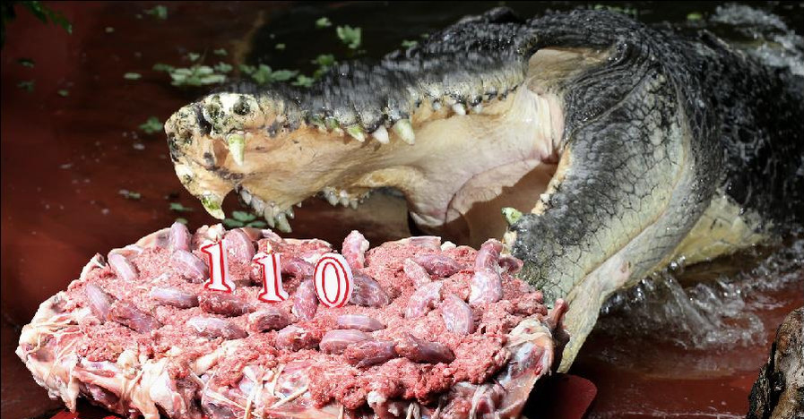 Крокодилу приготовили на 110-летие торт из цыплят 