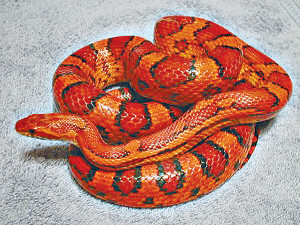 В детский сад заползла американская змея