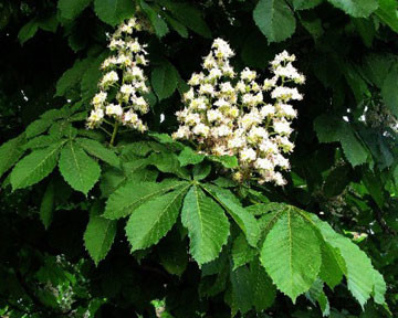 Попов уволил виновного в покупке 