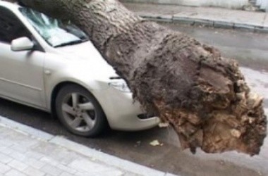 В центре Киева дерево рухнуло прямо на 