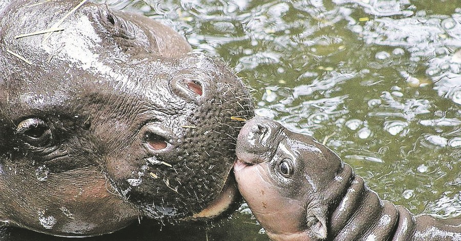 Новорожденные животыне