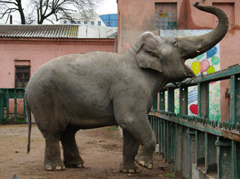 В одесском зоопарке для кенгуру Кузи ищут гарем, а для слонихи Венди – второго мужа