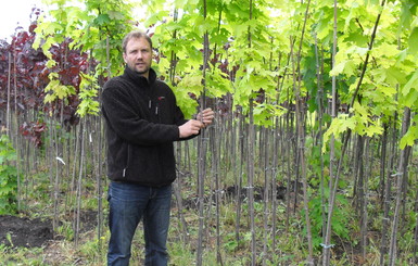 Киев отказался от подаренных деревьев на миллион гривен