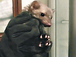 Люди и куницы, которые нас удивили