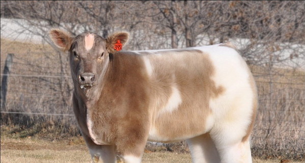 В Айове вывели 