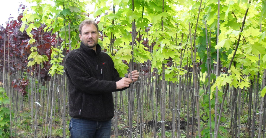 Киев отказался от подаренных деревьев на миллион