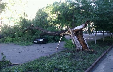 Виктор Янукович распорядился помочь Одесской области, пострадавшей от урагана