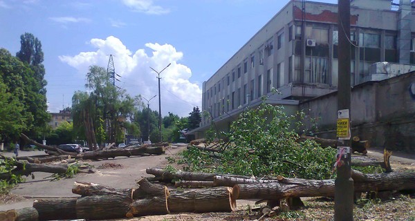 Деревья на Кирова рубят из-за закрытия 