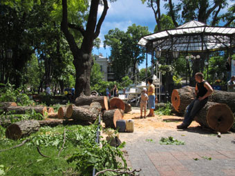 Все упавшие деревья вывезут к августу, а трамваи стоят из-за украденных проводов