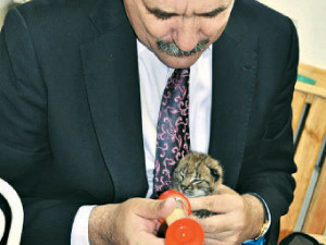 Кошачья кормилица