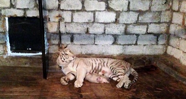 Тигрюля прячет своих малышей от дождя в домике 