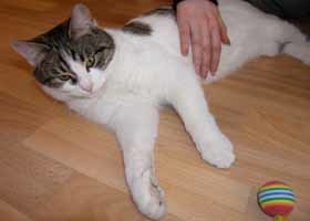 Бездомный кот Жорка получил разрешение на ПМЖ в Германии 