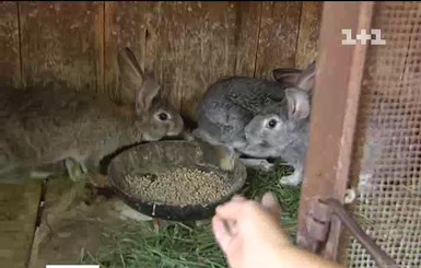 Чупакабра снова вышла на охоту: животное задавило кроликов под Киевом