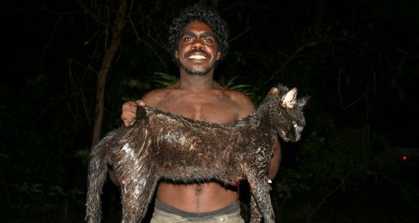 В Австралии появились коты величиной с козу