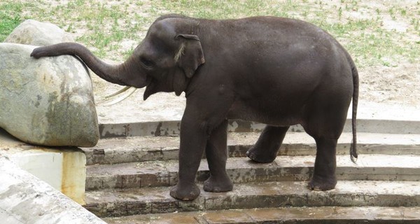 В Киевском зоопарке устроят квест для слона 