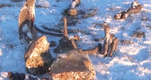 В России хотят приравнять мамонтов к полезным ископаемым