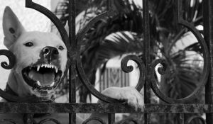 В Запорожье мужчину порвала свора собак