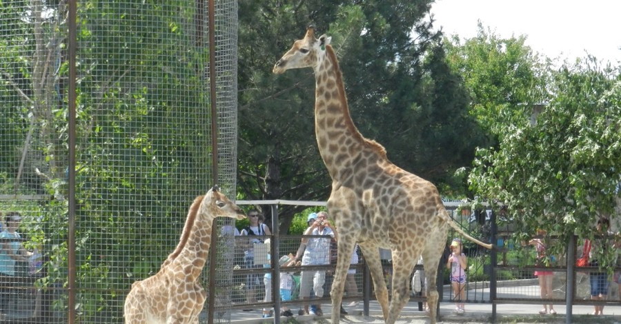 Жирафенок Занзибар будет жить с родителями, пока ему не найдут невесту 