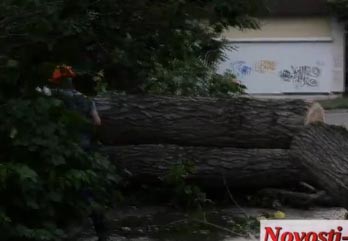 В Николаеве огромное дерево рухнуло во двор, где играли дети