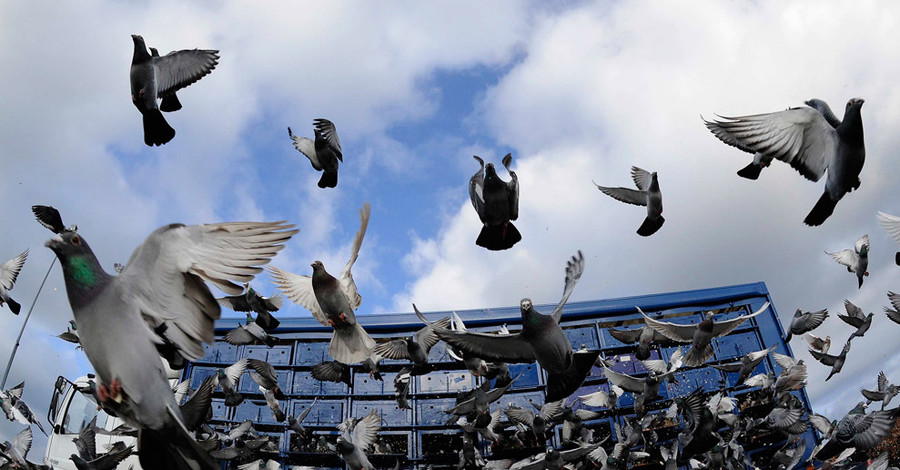 В столице Бельгии начинают массовое уничтожение голубей
