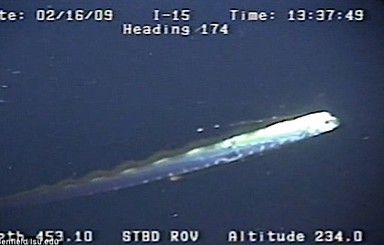 Гигантский морской змей попал в объектив видеокамеры