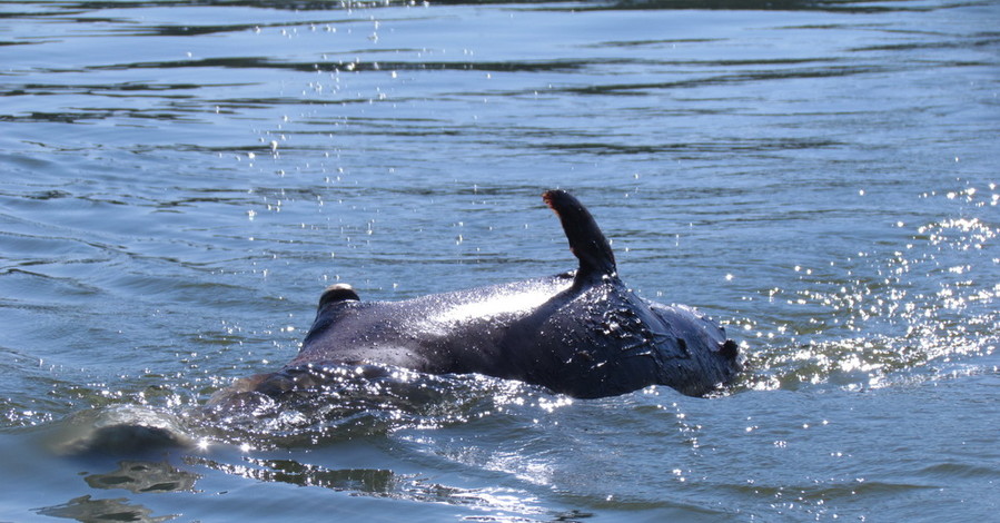 У мариупольского пляжа погиб редкий дельфин