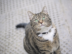 Китайцы вербуют VIP-кошек 