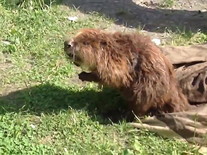 В Киеве бобер перепугал жителей многоэтажки