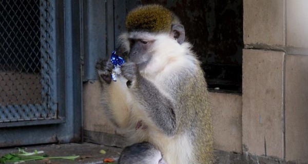 Мартышка из Киевского зоопарка получила имя Тюльпан