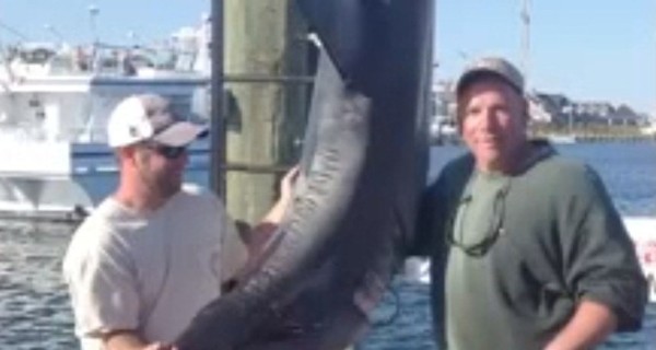 В США рыбаки два часа бились в лодке с огромной акулой