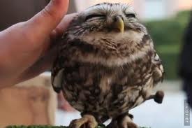 Киевляне спамят зоопарк ушастыми совами