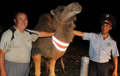 ГАИ Казахстана заставила верблюдов ходить в светоотражателях