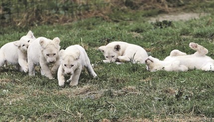 В чешском зоопарке родились сразу пять малышей редкого окраса