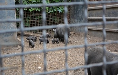 В запорожском зоопарке бэбибум: олененок,  пять павлинов и восемь вьетнамских поросят