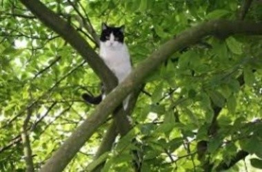 Киевские спасатели освободили кота из трехдневного плена на дереве.