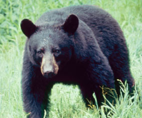 Зверей не кормить: медведь накинулся на туриста, угостившего его мясом