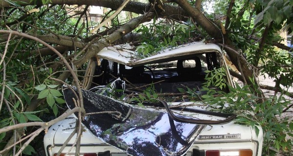 В центре Харькова рухнувшее дерево раздавило две машины